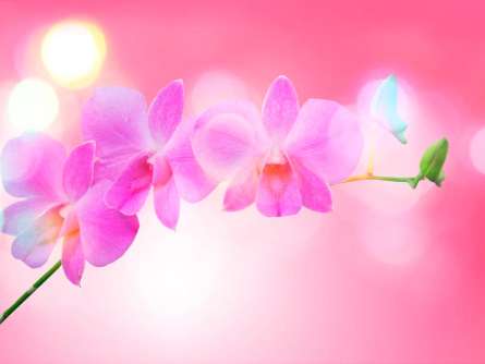 Фотошпалери Блідо-рожеві квіти Фотошпалери Блідо-рожеві квіти