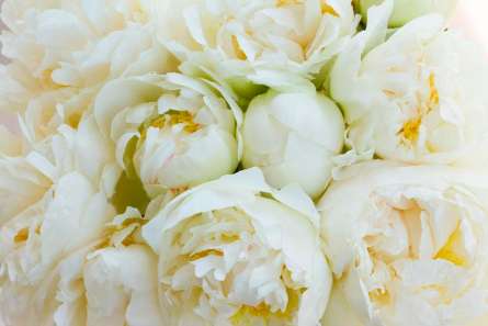 Фотошпалери Півонії Фотошпалери Півонії