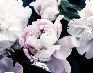 Фотошпалери півонії на темному 28044