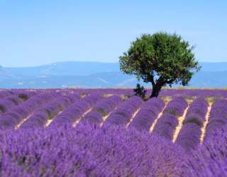 Фотошпалери бузкове полі 20672