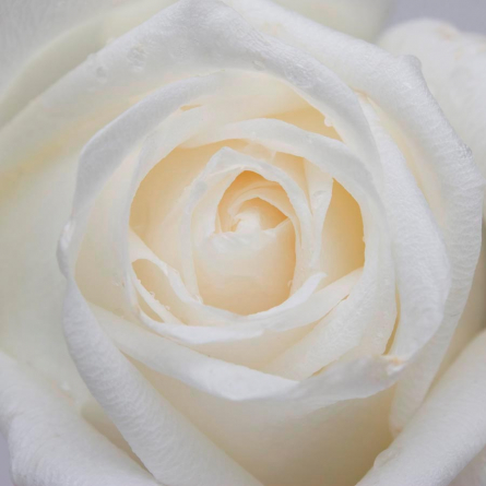 Фотообои Распустилась белая роза