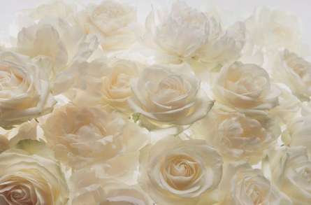 Фотошпалери Троянди Фотошпалери Троянди