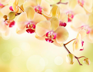 Фотообои Орхидея кремовая 5299