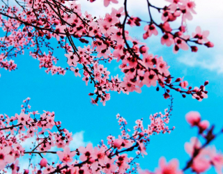Фотообои Цветущая весной вишня 10283