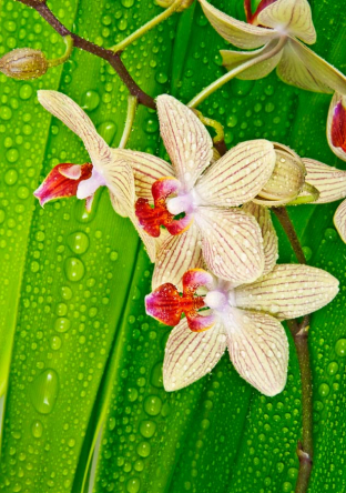 Фотообои Орхидеи на листе