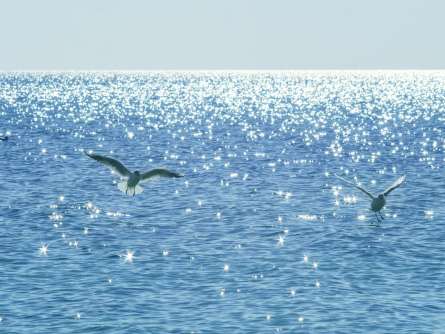 Фотошпалери Чайки над морем