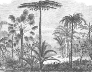 Фотообои Пальмы гравюра 26769