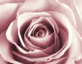 Фотошпалери бутон рожевої троянди 23221