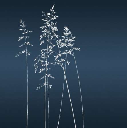 Фотообои Сушеные цветы на синем фоне