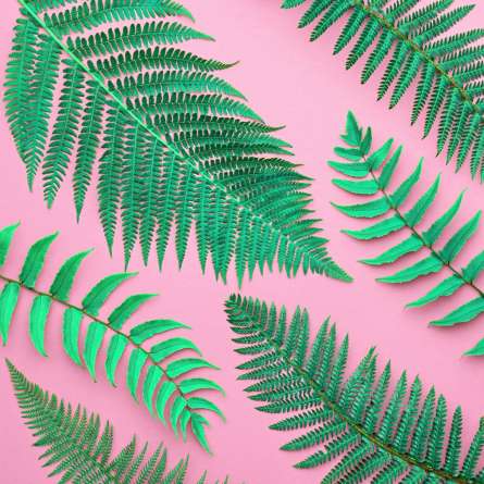 Фотошпалери листя на рожевому тлі Фотошпалери листя на рожевому тлі