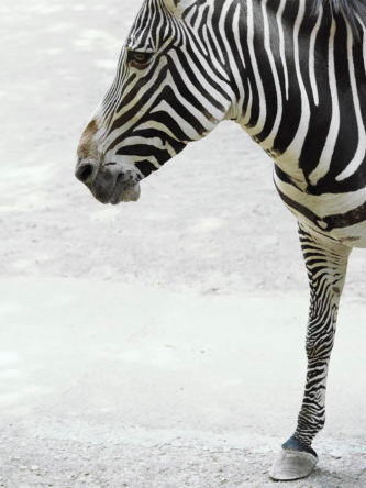 Фотообои Задумчивая зебра