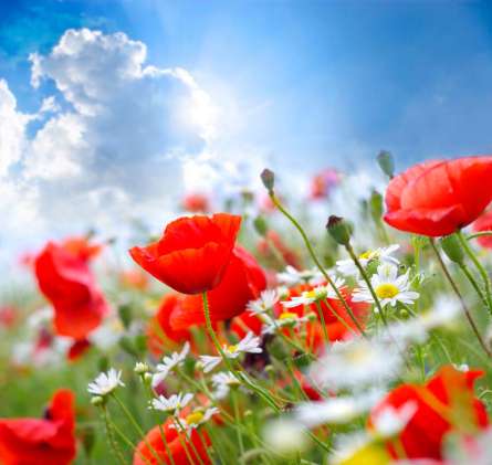 Фотошпалери Маки та ромашки Фотошпалери Маки та ромашки