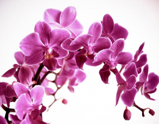 Фотообои Орхидея 13974