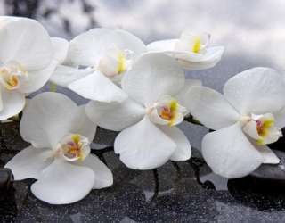 Фотошпалери білі орхідеї на чорних каменях 21320