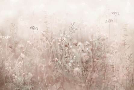 Фотообои Бежевые сухоцветы