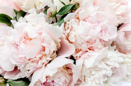 Фотообои Персиковые пионы