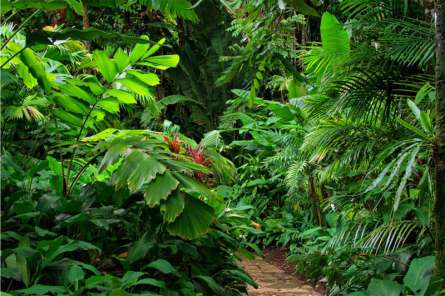 Фотошпалери тропіки Фотошпалери тропіки
