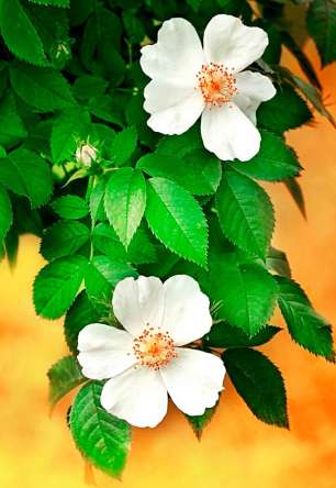 Фотошпалери Цвіте шипшина Фотошпалери Цвіте шипшина