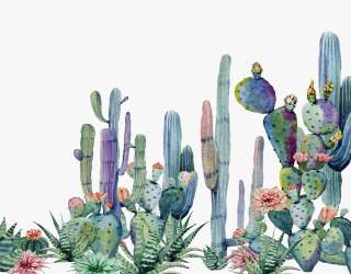 Фотошпалери тропічні Кактуси 31564