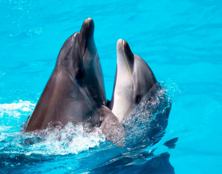 Фотообои Два дельфина 8478