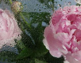 Фотошпалери Рожеві півонії з краплями дощу 33777