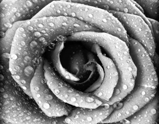 Фотошпалери Фотошпалери Че6рно-біла троянда 7139