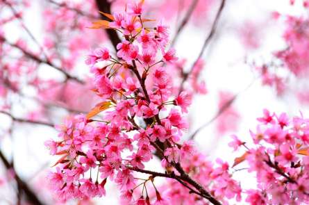 Фотошпалери Квітуче рожеве дерево Фотошпалери Квітуче рожеве дерево