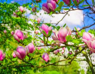 Фотошпалери магнолії рожеві на деревах 21312