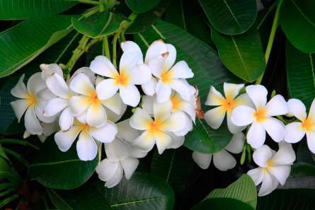 Фотошпалери Маленькі біленькі квіти Фотошпалери Маленькі біленькі квіти