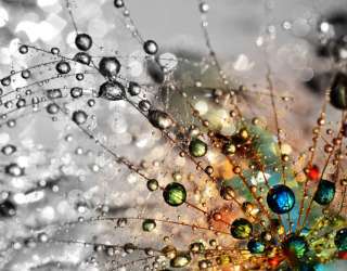 Фотошпалери кульбаба з росою 29401