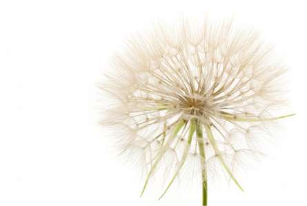 Фотошпалери кульбаба Фотошпалери кульбаба