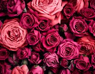 Фотошпалери Троянди 20168