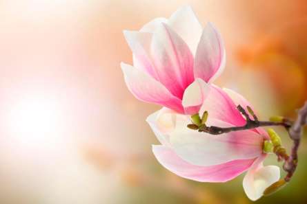 Фотошпалери На дереві розпустилися квіти Фотошпалери На дереві розпустилися квіти