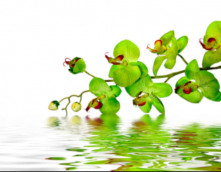 Фотообои Зеленые орхидеи 7257