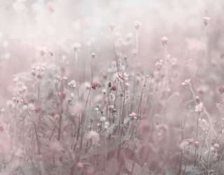 Фотошпалери польові квіти 29837