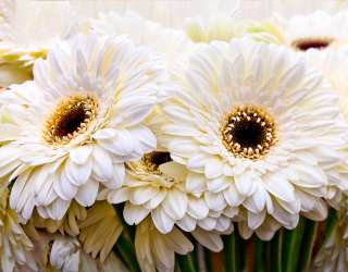 Фотошпалери кремова гербера 20585