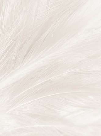 Фотошпалери Перо біле Фотошпалери Перо біле