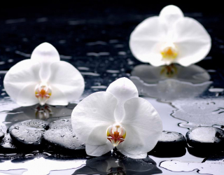 Фотообои Орхидеи на черных камнях 9335