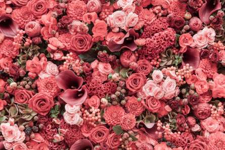 Фотошпалери Квіткова стіна Фотошпалери Квіткова стіна