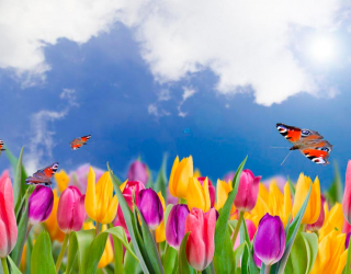 Фотообои Тюльпаны и бабочки 4909