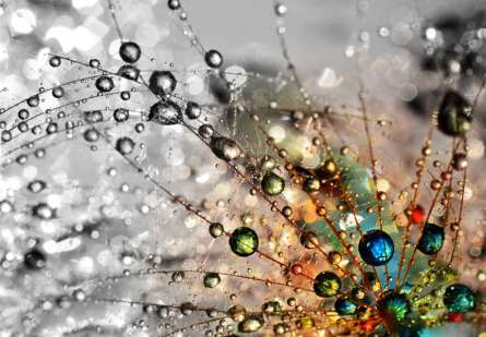 Фотошпалери кульбаба з росою