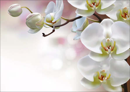 Фотошпалери Орхідеї Фотошпалери Орхідеї