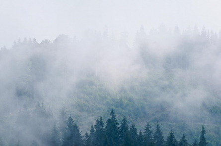 Фотошпалери туман в лісі