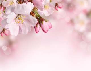 Фотошпалери весняний колір 20723