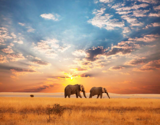 Фотообои Слоны на закате 3055