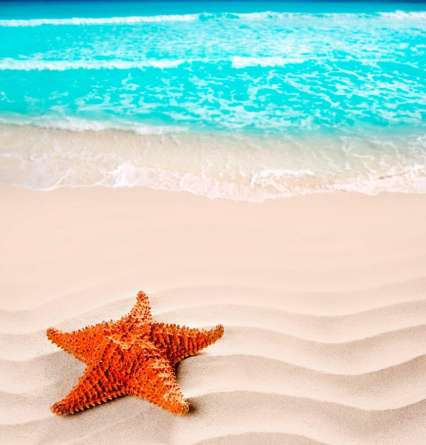 Фотообои Морская звезда Фотообои Морская звезда