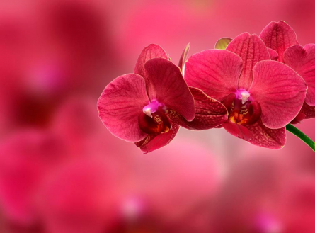 Фотообои Красные орхидеи