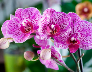 Фотообои Орхидеи в розовую крапинку 8379