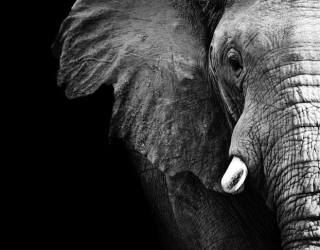 Фотообои Слон в темноте 13733