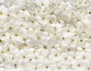 Фотошпалери білі квіти 20893